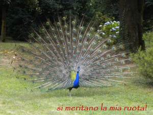 uno dei pavoni del parco di Cuggiono